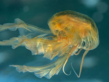 Close-up of jellyfish swimming in sea