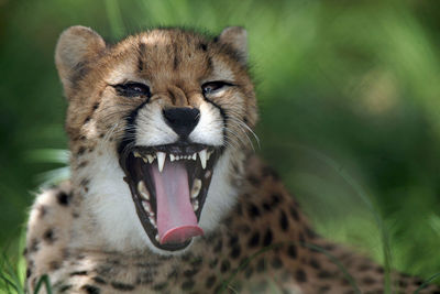 Close-up portrait of cheetah yawning in forest