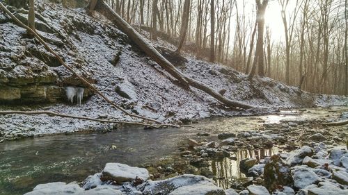 Snow covered trees in forest