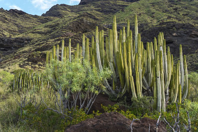 Cactus growing against mountain on land