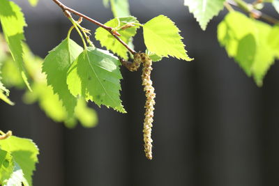 Close-up of fresh green leaves