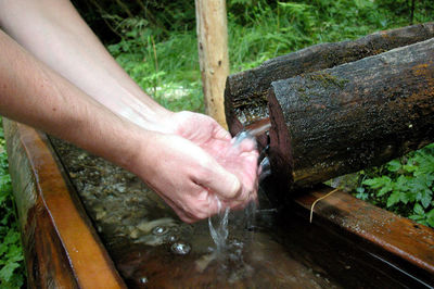 High angle view of person hand on wood against trees