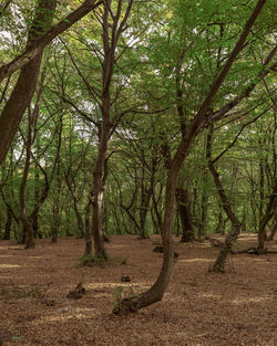 Trees in forest