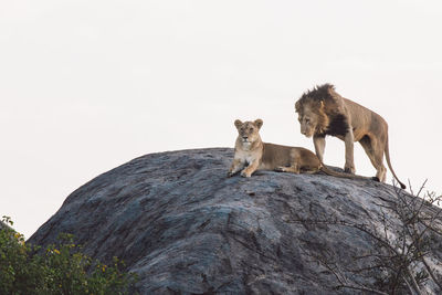 Lion and lioness on a rock