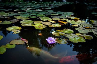 Lotus water lily in lake