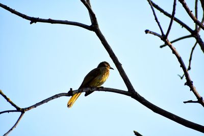 Low angle view of bird perching on branch against sky