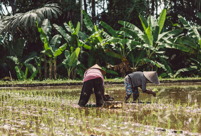 Rear view of people working on rice fields 