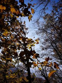 Low angle view of tree against sky during autumn