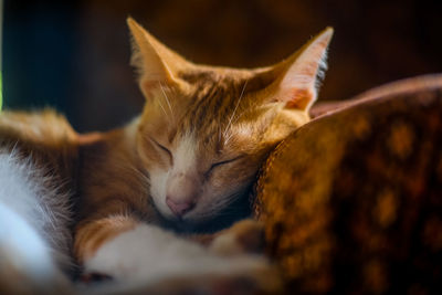 Close-up of cat sleeping