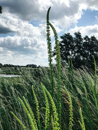 Low angle view of stalks in field against sky