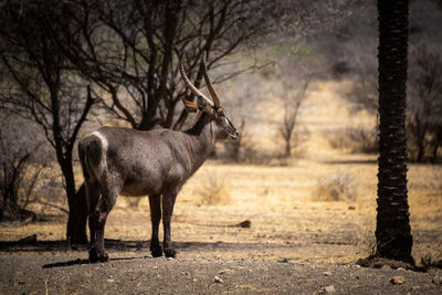 Common waterbuck stands in profile by palm