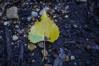 High angle view of yellow maple leaf