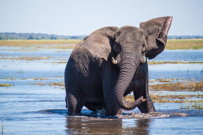 Elephant in river against sky