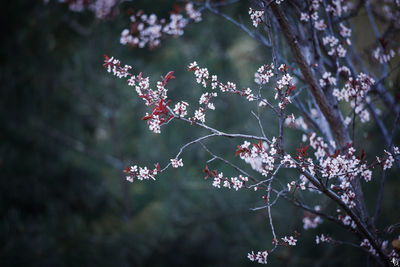 Close-up of cherry blossom tree