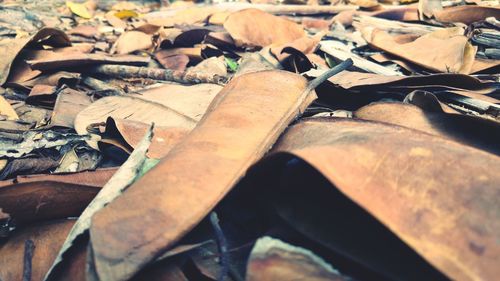 Close-up of autumn leaves