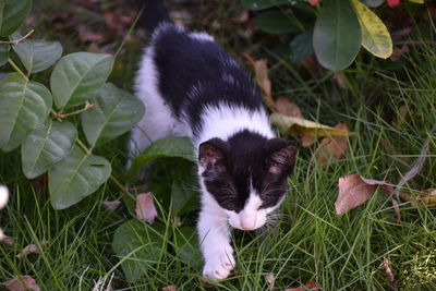High angle view of cat on grass