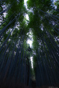 Low angle view of bamboo trees in forest