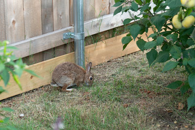 View of an animal on land