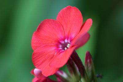 Close-up of pink flower