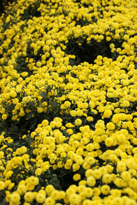 Close-up of yellow flowers blooming in field