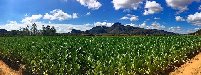 Scenic view of agricultural field against sky