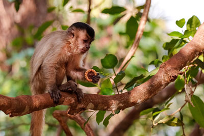 Low angle view of hooded capuchin monkey on tree