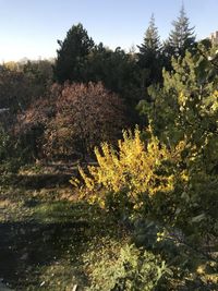 Trees and plants growing in forest against sky