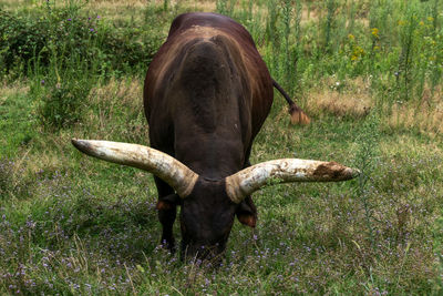 Close-up of a horse on field