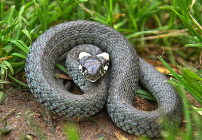 Close-up of snake