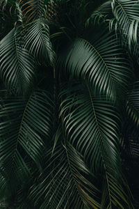 Full frame shot of palm tree leaves