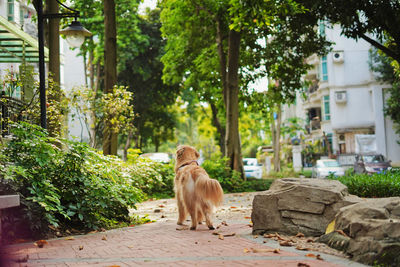 View of a dog sitting against plants