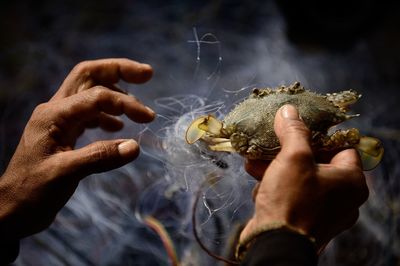 Cropped image of man holding crab