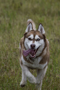 Portrait of dog on field