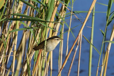 Close-up of reed warbler perching on reeds