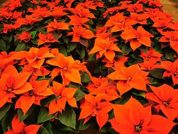 Close-up of orange flowering plant