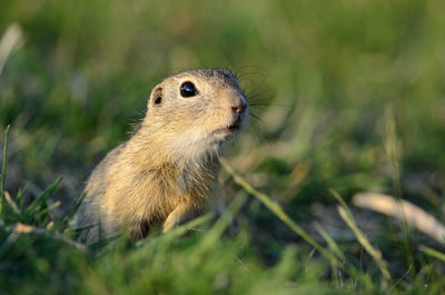 Close-up of rodent on field