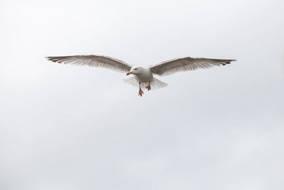 Low angle view of seagull flying