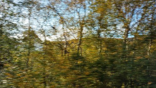 Full frame shot of pine trees in forest