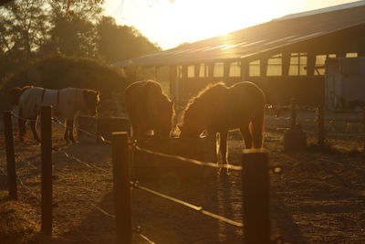 Horse standing in ranch against sky