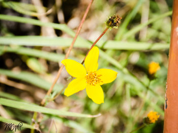 Close-up of yellow flowers blooming outdoors