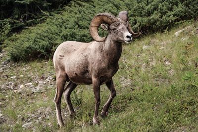 Goat standing on field