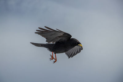 Low angle view of eagle flying in sky