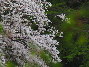 Close-up of white cherry blossoms in spring