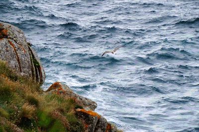 High angle view of seagull flying over sea
