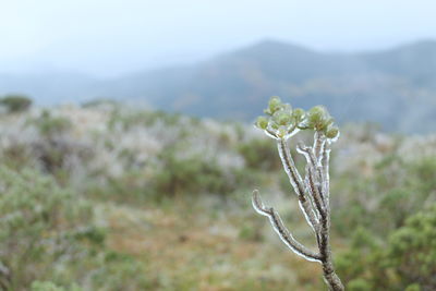 Close-up of plant against sky