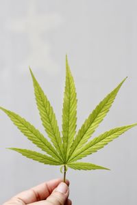 Cropped hand holding plant