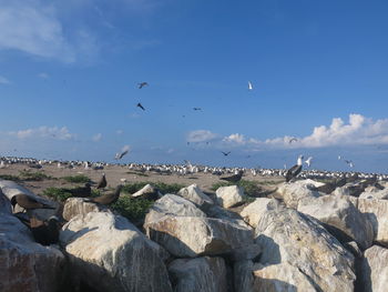 Seagulls flying over rocks against blue sky