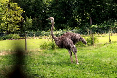 View of a bird on field