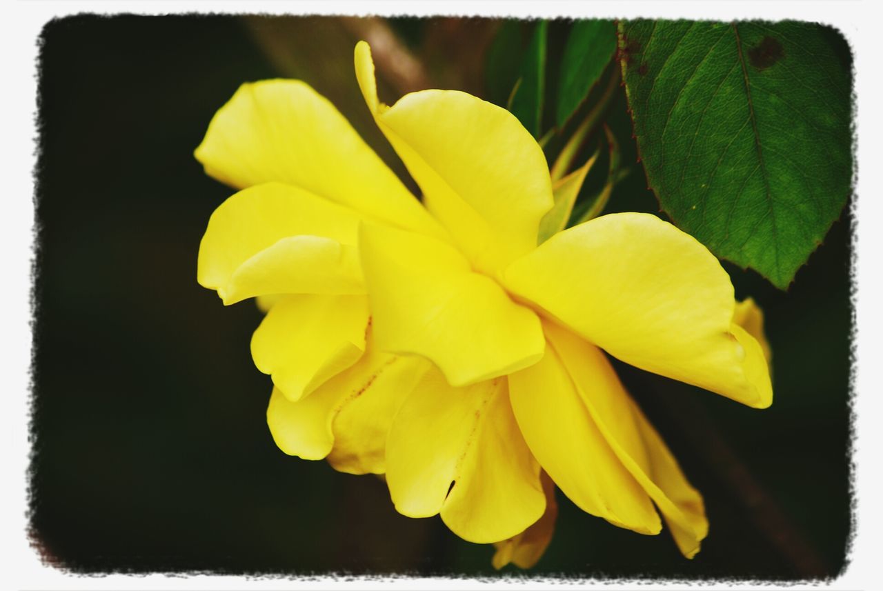 Flower #rose #pink #yellow #nature