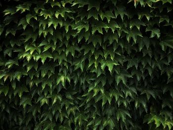 Full frame shot of green leaves